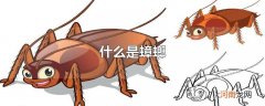 什么是蟑螂
