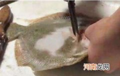 多宝鱼怎么杀 多宝鱼怎样宰杀处理