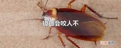 蟑螂会咬人不