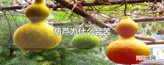 葫芦为什么会苦