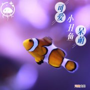 小丑鱼怎么养 小丑鱼怎么养长的快