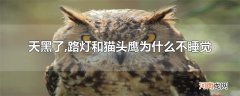 天黑了,路灯和猫头鹰为什么不睡觉