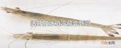 活虾放冰箱冷藏会死吗