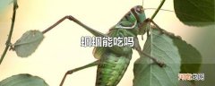 蝈蝈能吃吗