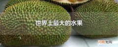 世界上最大的水果