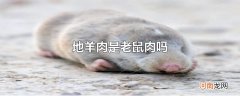 地羊肉是老鼠肉吗