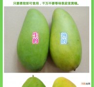 芒果怎么催熟 芒果怎么催熟不会烂