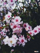 你怎么那么美 你怎么那么美汪星人百度云 txt