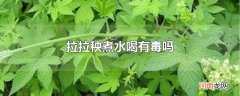 拉拉秧煮水喝有毒吗
