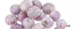 蒜的种类