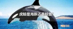 虎鲸是海豚还是鲸鱼?