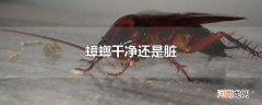 蟑螂干净还是脏