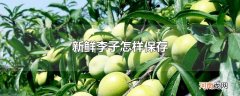 新鲜李子怎样保存