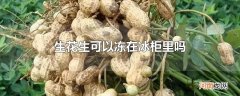 生花生可以冻在冰柜里吗