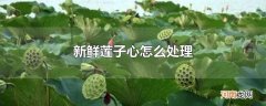 新鲜莲子心怎么处理