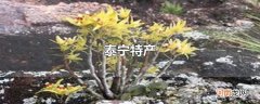 泰宁特产