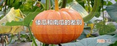 倭瓜和南瓜的差别