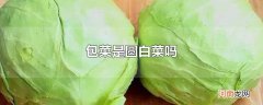包菜是圆白菜吗