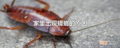 家里出现蟑螂的原因