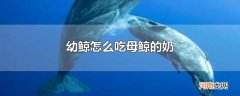 幼鲸怎么吃母鲸的奶
