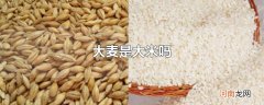 大麦是大米吗