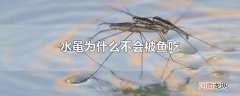 水黾为什么不会被鱼吃