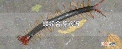 蜈蚣会游泳吗