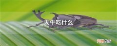 天牛吃什么