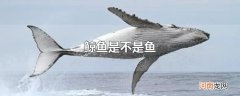 鲸鱼是不是鱼