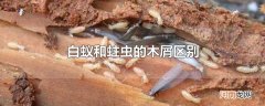 白蚁和蛀虫的木屑区别
