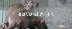 老鼠可以饿多少天不死