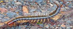为什么会有蜈蚣