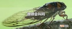 雌蝉会叫吗