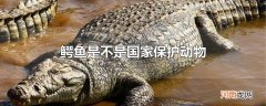 鳄鱼是不是国家保护动物