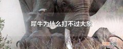 犀牛为什么打不过大象