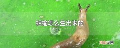 蛞蝓怎么生出来的