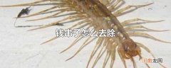 钱串子怎么去除