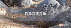 鳄鱼是不是鱼