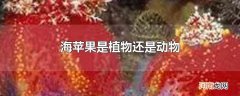 海苹果是植物还是动物