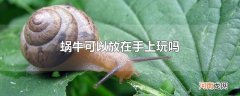 蜗牛可以放在手上玩吗