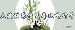 大熊猫为什么喜欢吃竹子