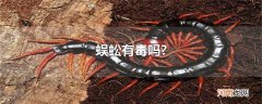 蜈蚣有毒吗?
