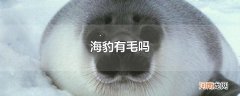 海豹有毛吗