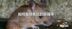如何去除老鼠的尿骚味
