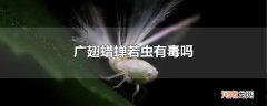 广翅蜡蝉若虫有毒吗