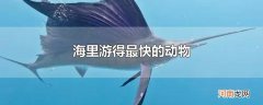 海里游得最快的动物