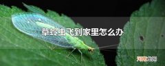 草蛉虫飞到家里怎么办