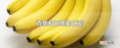 香蕉和芭蕉的区别