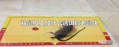 粘鼠板上放什么诱饵抓老鼠快