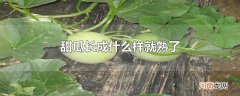 甜瓜长成什么样就熟了